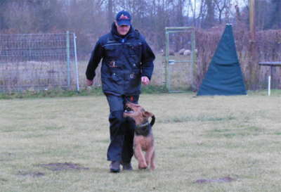 Airedale Terrier Bente Bo von Pederstrup